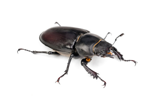 Female Lucanus cervus (stag beetle)