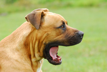 Big Boerboel dog yawning