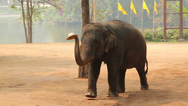 elephants show in Lampang, Thailand.