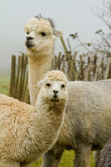 Obraz premium Alpaca mother and child