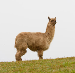 Fototapeta premium An Alpaca on the horizon