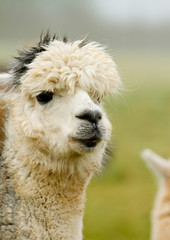 Obraz premium An Alpaca with white and grey hair