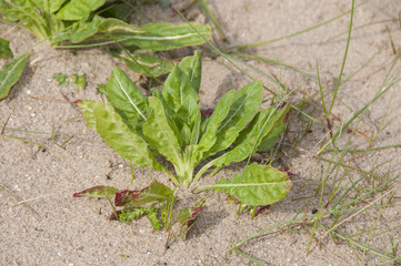 Onagre bisannuelle (Oenothera biennis L.)