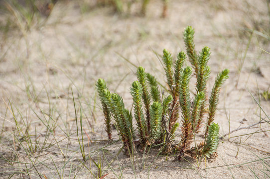 euphorbe maritime (Euphorbia paralias L.)
