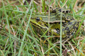Grenouille verte dans l'herbe