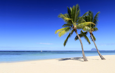 Fototapeta na wymiar Piaszczysta plaża w Mauritius