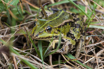 Grenouille verte dans l'herbe