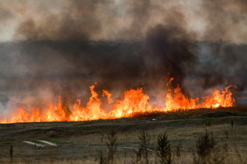A wild fire