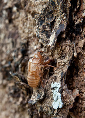 Cicada shell .