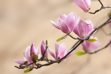 Fotobehang beautiful magnolia © Maksim Bukovski