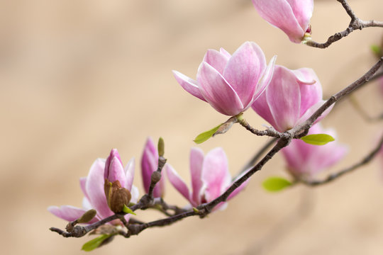 Fototapeta beautiful magnolia