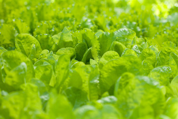Growing lettuce