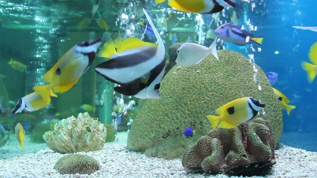 colorful aquarium, showing different colorful fishes swimming