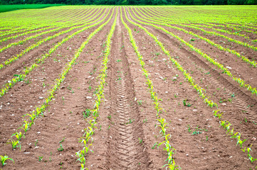Fototapeta na wymiar Lines of corn