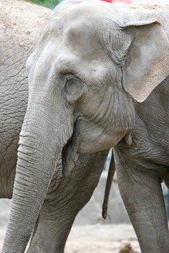 Elefant Profil