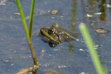 Frog in pond in spring