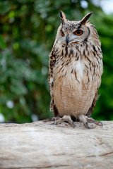 Obraz premium フクロウ