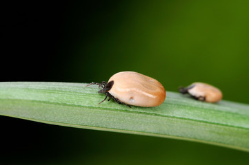 2 Zecken