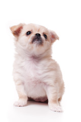 Fototapeta na wymiar toy terrier puppy isolated on white background