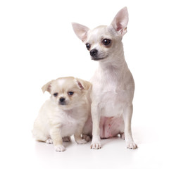 Chihuahua dog with her puppy