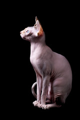 Young canadian sphinx cat on black background