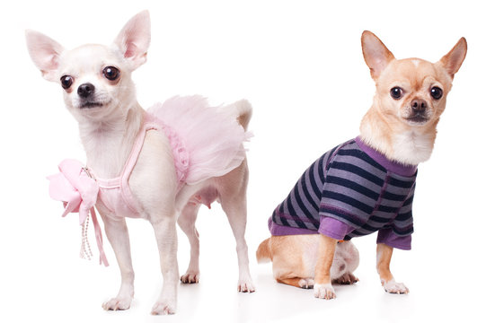 two chihuahua dressed as holidaymakers