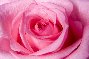 Beautiful pink Rose close up