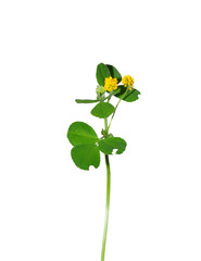 Hopfenklee (Medicago lupulina) © Robert Biedermann
