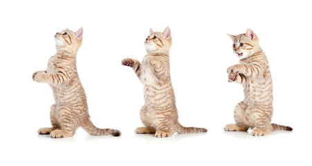 Fototapeta premium standing striped british kitten set isolated
