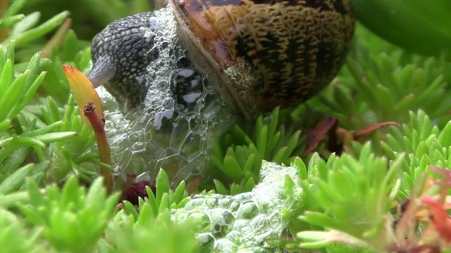 sortie de l'escargot