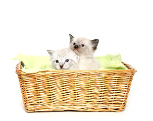 Fototapeta na wymiar Two kittens in a basket