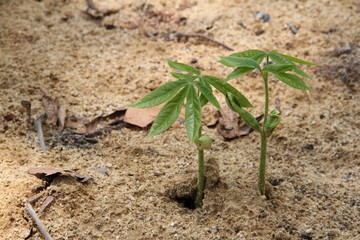 Seedlings in the ground.