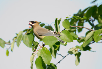 Cedar waxwing