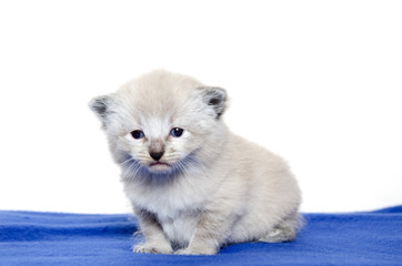 Cute baby kitten on blue blanket