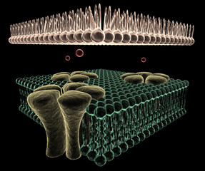 Ion Channels of a Cell