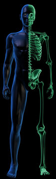 Translucent Human body and x-ray Skeleton on black