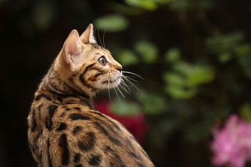 Bengalkatze im Seitenblick