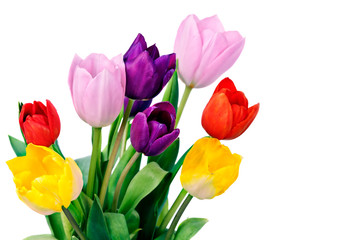 Spring Tulip Flowers bunch