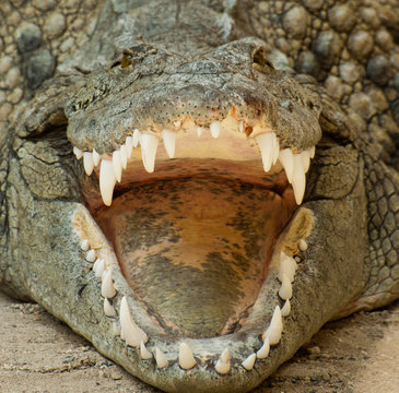 Krokodil