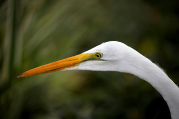 Close up shot of snow white Egret on the lawn