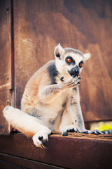 Ring-tailed lemur licking paw