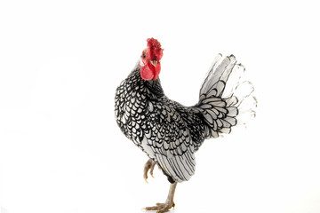 cock © fotomaster