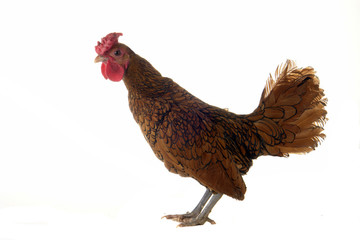 cock