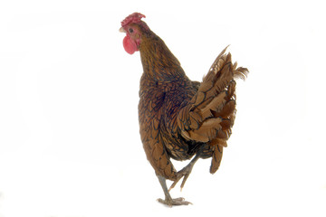 cock