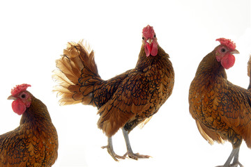 Fototapeta premium cock