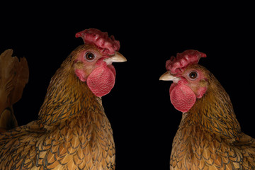 cock