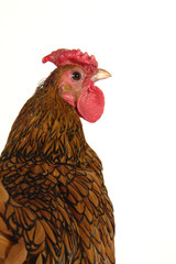 cock