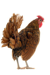 cock