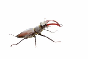Stag beetle (Lucanus cervus) isolated over white
