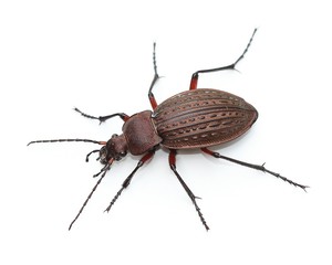 Ground beetle (Carabus granulatus) over white - obrazy, fototapety, plakaty